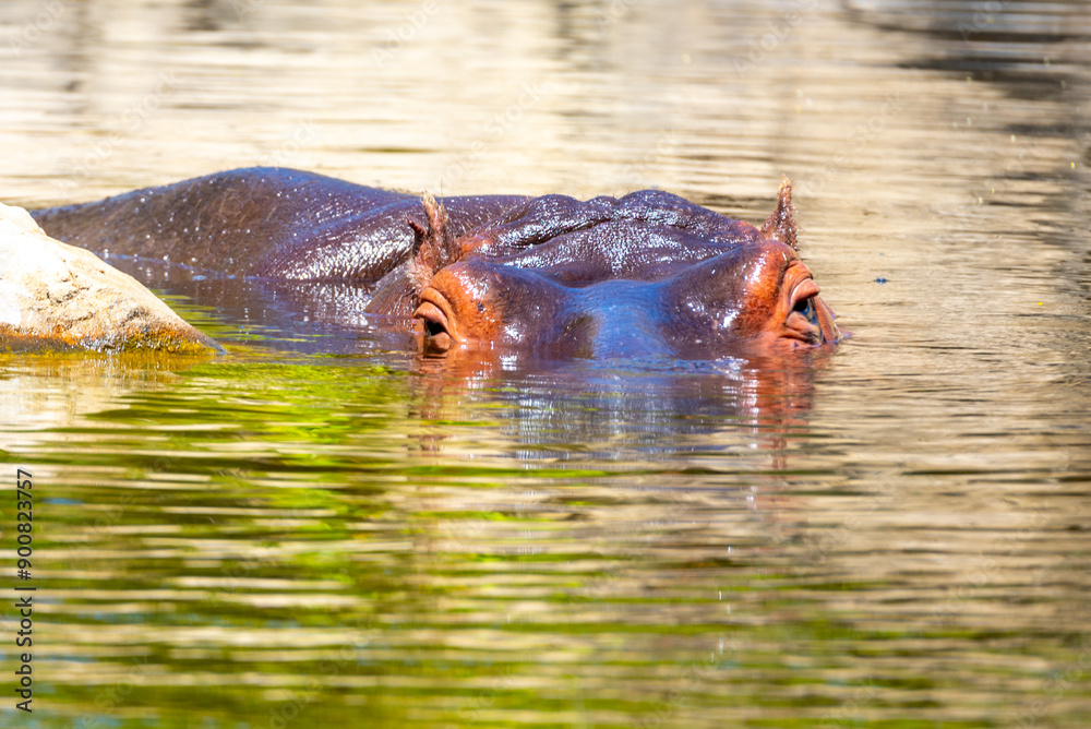 A hippopotamus emerges partially from reflective waters, bathed in sunlight, showcasing its textured skin and alert eyes. A hippopotamus emerges partially from reflective waters, bathed in sunlight, showcasing its textured skin and alert eyes.