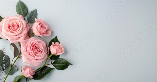 Pink Roses on White Background