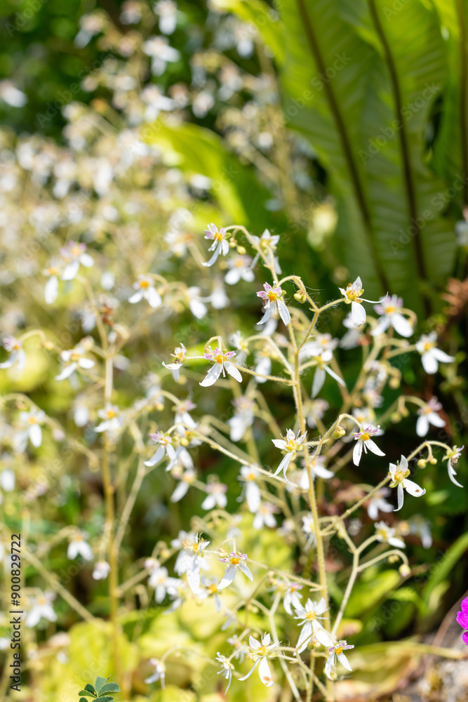 Close up of creeping saxifrage (saxifraga stolonifera) flowers in bloom Close up of creeping saxifrage (saxifraga stolonifera) flowers in bloom
