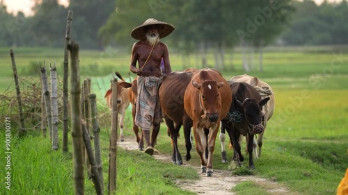Village people in Bangladesh herd cattle through fields, showcasing the simplicity and beauty of rural life. This scene captures the essence of daily routines and the strong connection to nature
