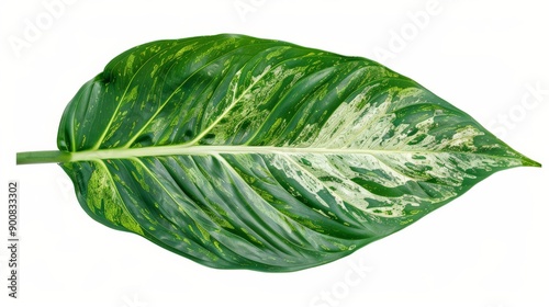 The image depicts a green leaf with white speckled patterns, beautifully detailed and isolated on a white background, highlighting the natural elegance and intricate texture. photo