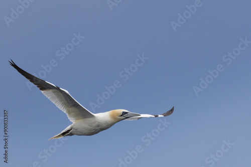 Ganet in Flight