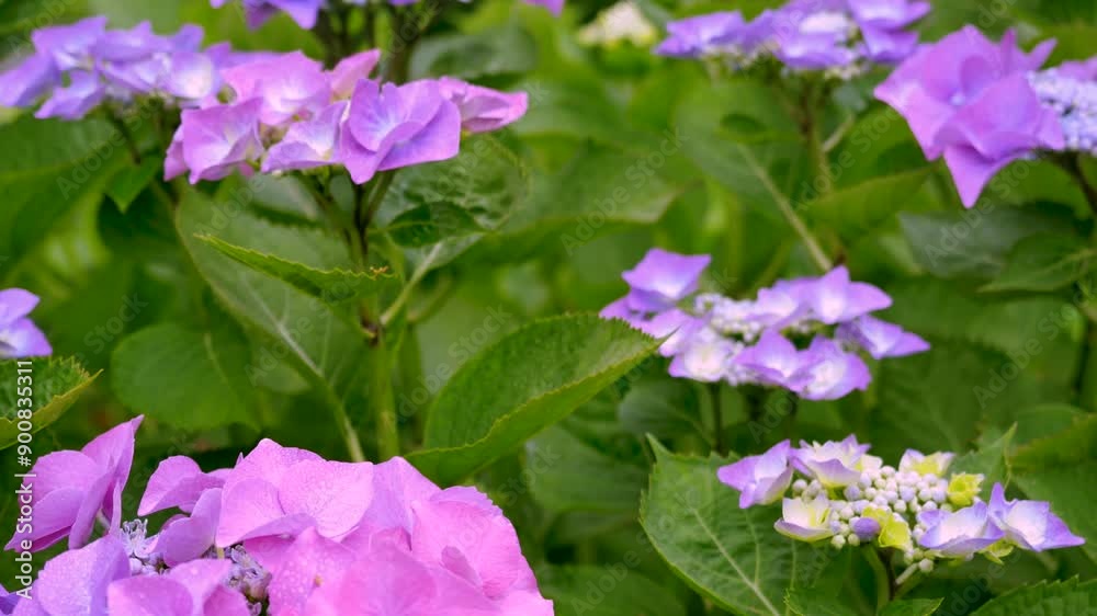 Beautiful Hydrangea Blooms in Lush Garden Displaying Vivid Colors During Summer Season Beautiful Hydrangea Blooms in Lush Garden Displaying Vivid Colors During Summer Season