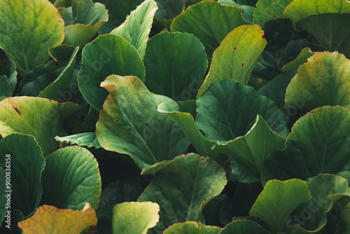 Bergenia pacumbis, green leaf in nature - closeup, Leaves background, Gardening texture, Foliage fresh garden background, Green leaves pattern, Home outdoor decoration.  photo