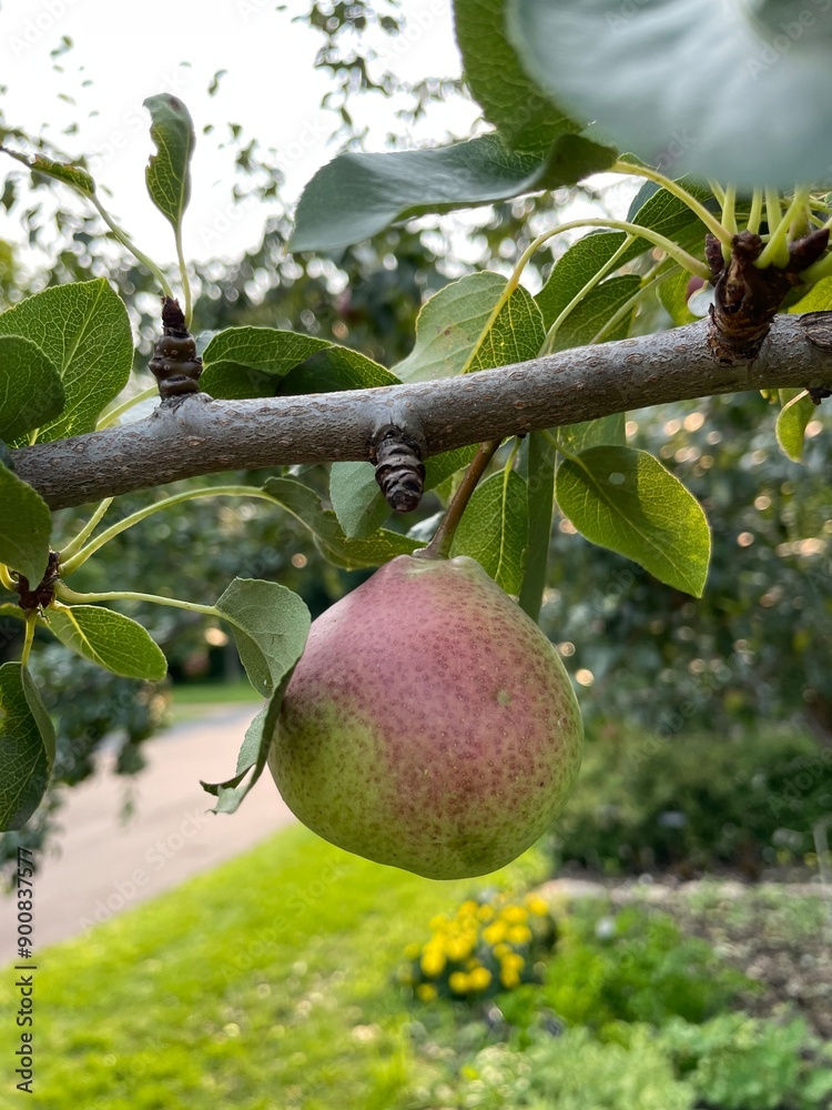 apples on tree apples on tree