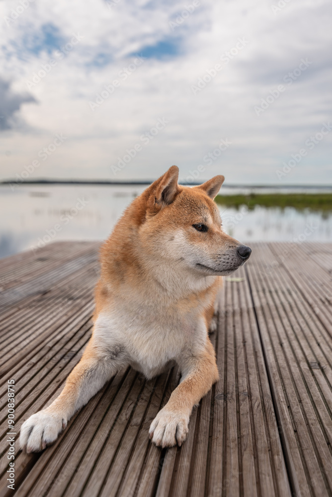 Shiba inu dog is lying on a wooden pier on Engure lake shore in Latvia on overcast summer day Shiba inu dog is lying on a wooden pier on Engure lake shore in Latvia on overcast summer day