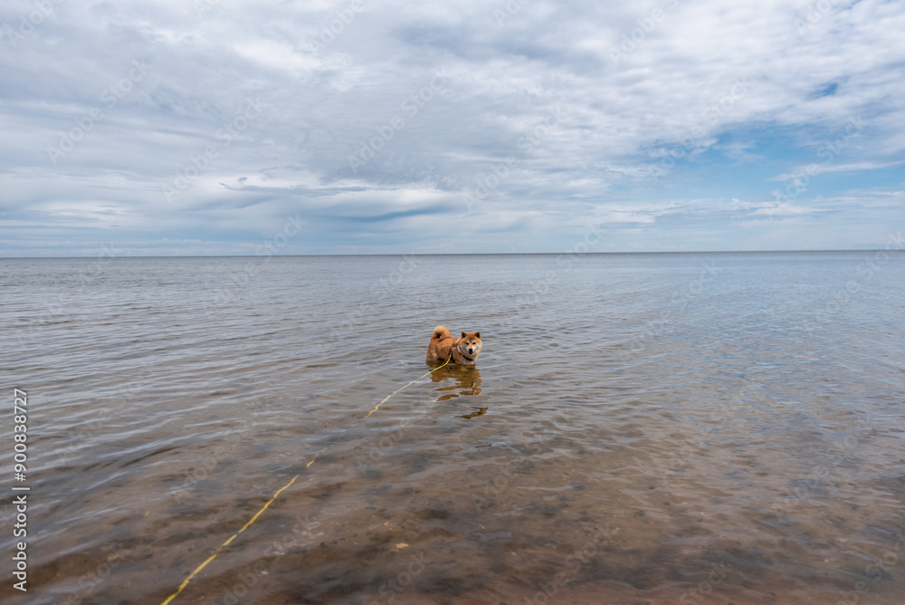 A Red Shiba inu dog is relaxing in the Baltic sea in Latvia at summer A Red Shiba inu dog is relaxing in the Baltic sea in Latvia at summer