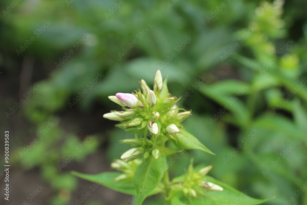 inflorescence of unopened flowers. Close-up of unopened flowers inflorescence of unopened flowers. Close-up of unopened flowers