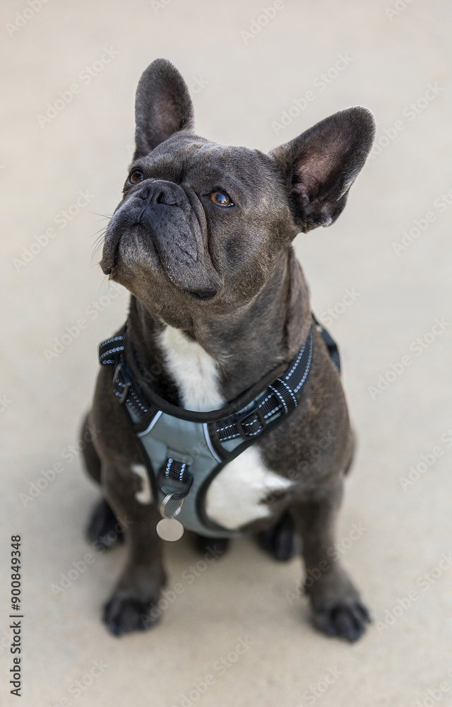 2-Years-Old Blue Brindle Male Frenchie Puppy Sitting and Looking Up. 2-Years-Old Blue Brindle Male Frenchie Puppy Sitting and Looking Up.
