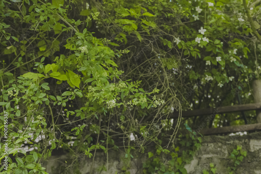 garden garden