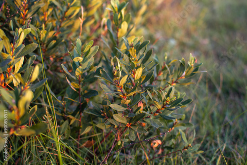 Картината върху платно Myrica gale, commonly bog-myrtle, sweet willow, Dutch myrtle and sweetgale shrub
