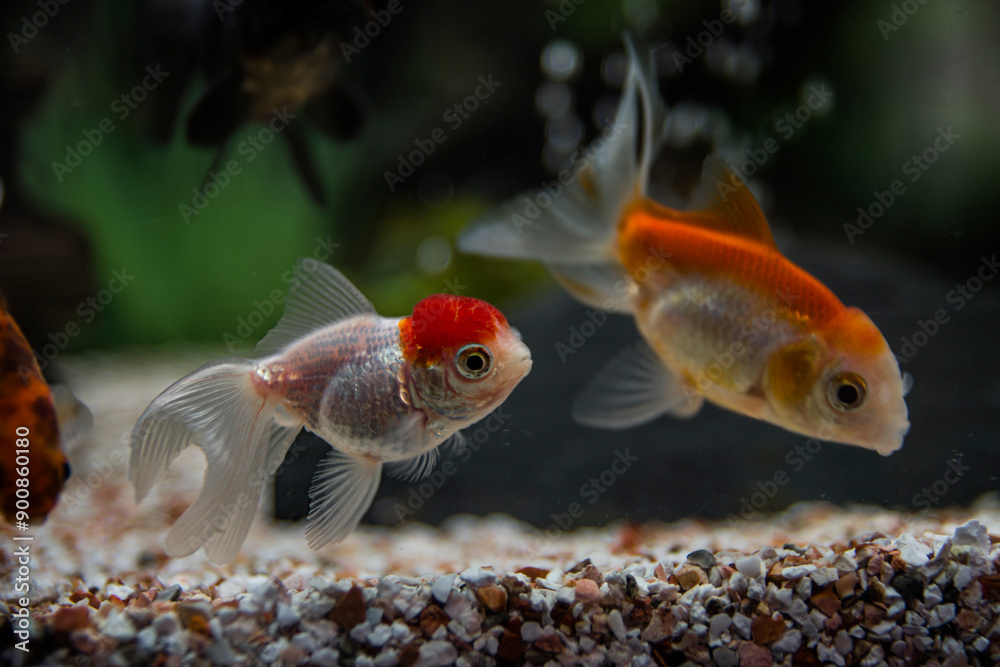 goldfish in aquarium