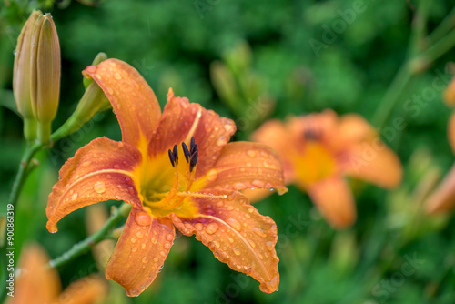 Taglilien (Hemerocallis) Regentropfen photo