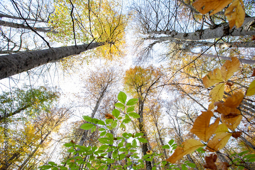 A forest with trees in the background and leaves on the ground