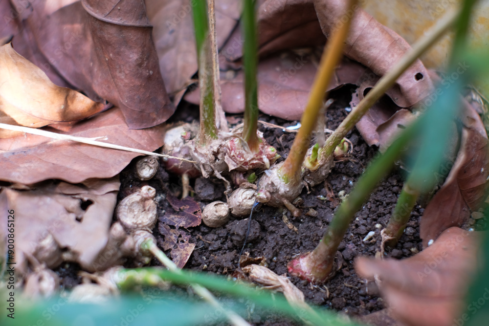 Ginger plant on soil, in home garden. Natural and organic concept, growing food, herb. Ginger plant on soil, in home garden. Natural and organic concept, growing food, herb.