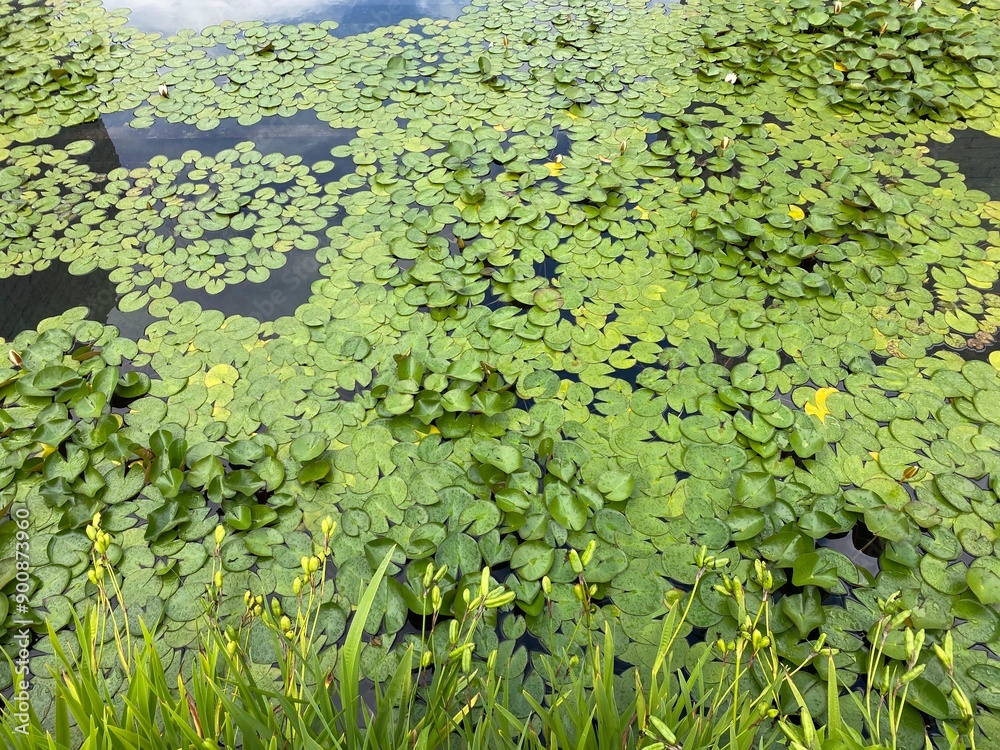 lily pond lily pond