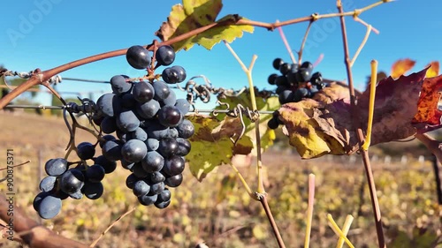 SLOW MOTION: Amidst the Serravalle vineyards in Italy, autumn transforms the landscape, painting barbera grapevines in hues of deep purple and rustic gold. photo