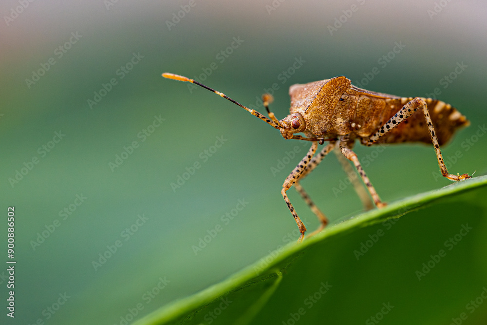 Fototapeta premium close up of a bug