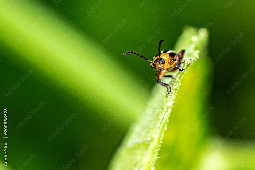 Naklejka premium beetle on a leaf