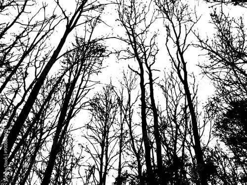 View of bare tree trunks against sky background. Black and white silhouette. Wood thicket.