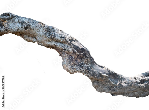 close up of natural tree branches with unique bark texture isolated on white
