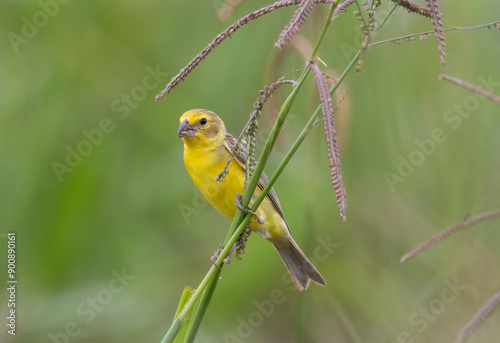 Grassland Yellow Finch (Sicalis luteola) photo