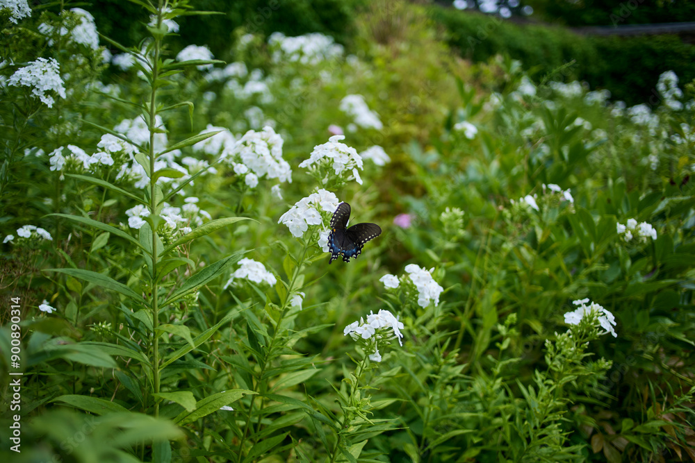 Black swallowtail butterfly on a delicate white flower. Black swallowtail butterfly on a delicate white flower.