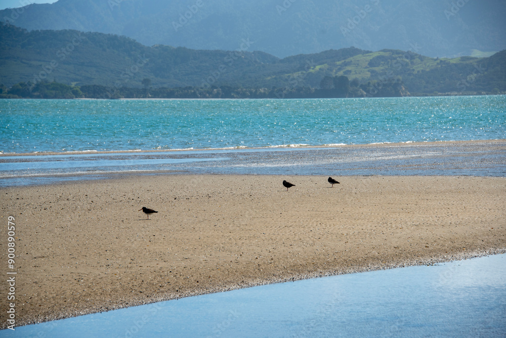 Obraz premium Hokianga Harbour in Northland - New Zealand