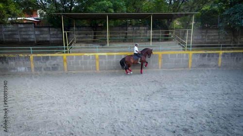 Horse doing piaffe. training to trotting. Training horse to dressage.