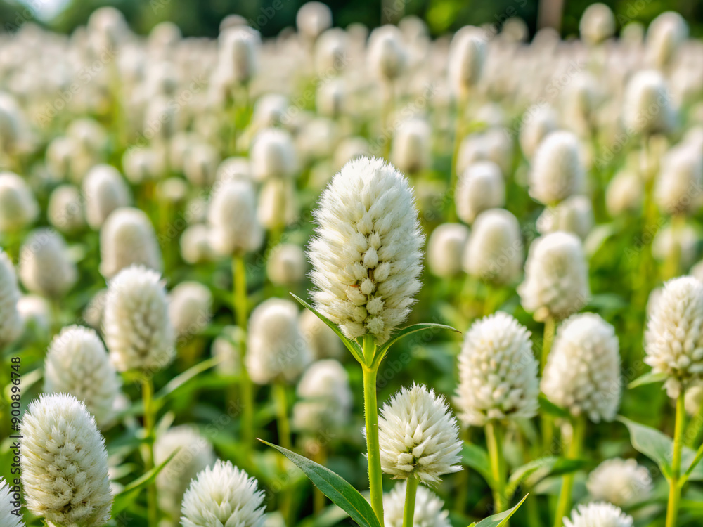 flowers in spring, nature, spring, grass, summer, flowers, garden, blossom, meadow, macro, beauty, purple, dandelion, wild, flora flowers in spring, nature, spring, grass, summer, flowers, garden, blossom, meadow, macro, beauty, purple, dandelion, wild, flora