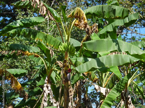 Coastline and tropical jungles in Panama