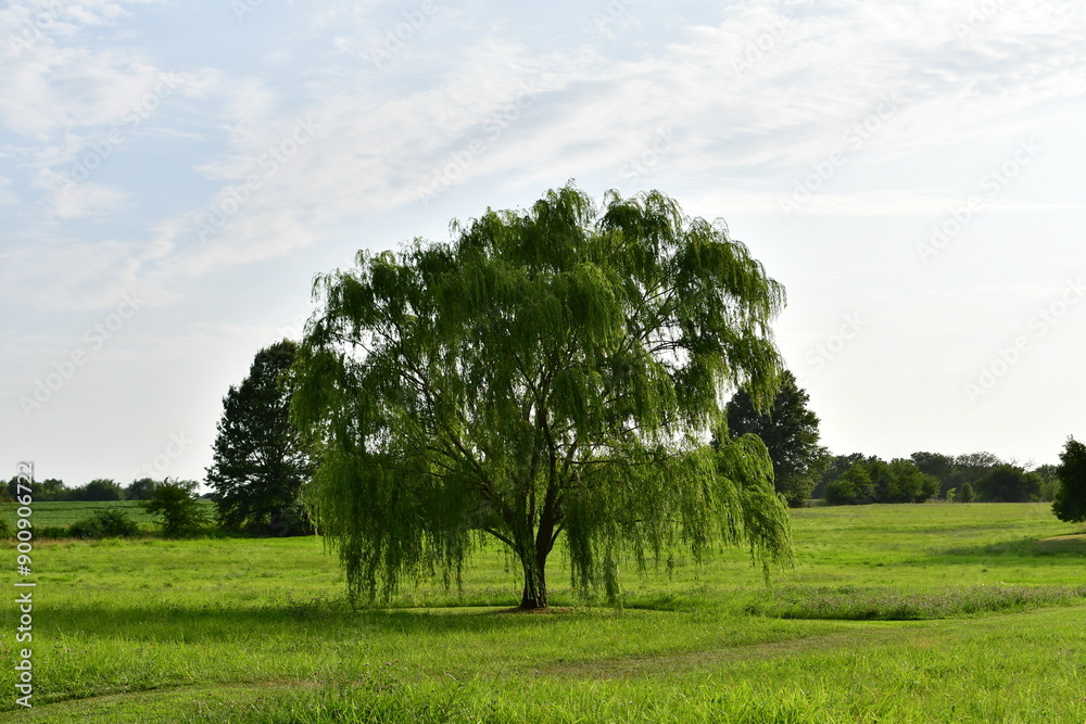 Weeping Willow Tree in a Field Weeping Willow Tree in a Field