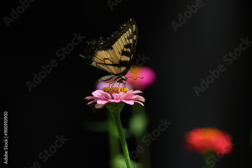 Yellow and black butterfly on pink flower