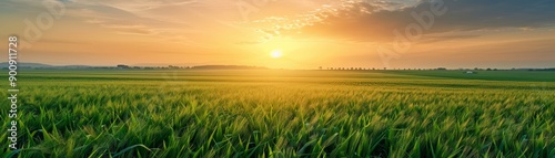 Sunset Over Green Wheat Field in Countryside