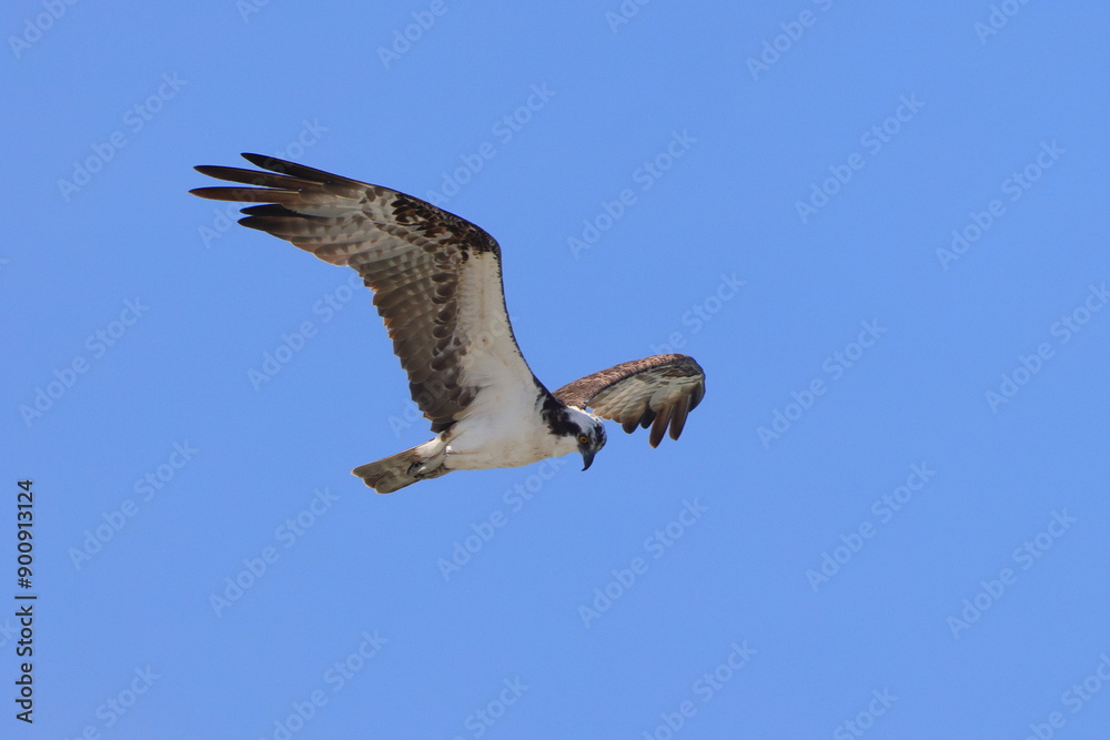 Obraz premium Osprey inflight against blue sky