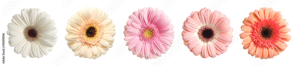 Many beautiful gerbera flowers isolated on white, set Many beautiful gerbera flowers isolated on white, set