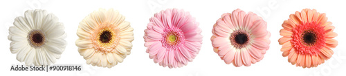 Many beautiful gerbera flowers isolated on white, set