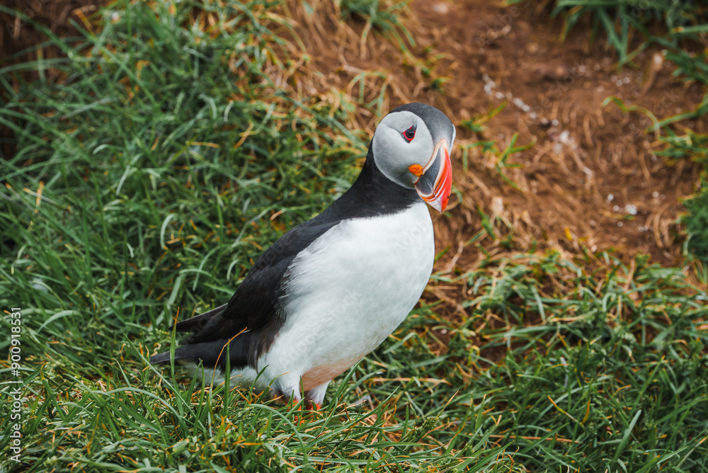 Naklejka premium A puffin with distinctive black and white plumage and a vibrant beak stands on lush green grass in Iceland, showcasing its natural coastal habitat.