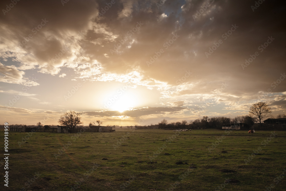 Panorama of Pastures with cattle in Zasavica, Vojvodina, Serbia at sunset. The rural landscape and serene environment highlight the agricultural lifestyle and natural beauty of this region. Panorama of Pastures with cattle in Zasavica, Vojvodina, Serbia at sunset. The rural landscape and serene environment highlight the agricultural lifestyle and natural beauty of this region.