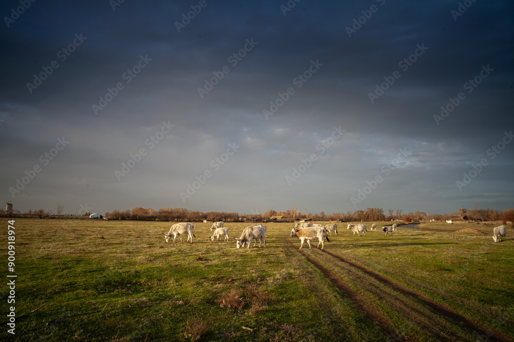 Fototapeta premium Herd of Podolian cows graze free range on the pastures in Serbia, Vojvodina with a grey cow with long hors staring. Podolian cattle is a breed of cows and beefs from Europe with long horns.