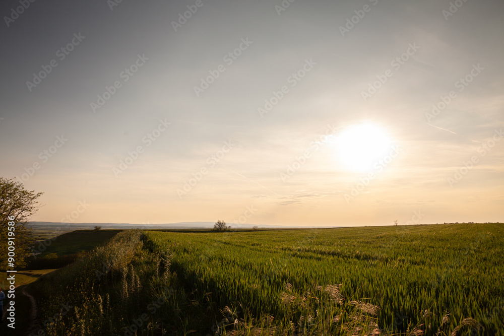 wheat field, green color, on a sunny afternoon dusk with blue sky, in serbian agricultural landscape, at spring, in Vojvodina. The scene at sunset highlights rural setting of the Serbian countryside. wheat field, green color, on a sunny afternoon dusk with blue sky, in serbian agricultural landscape, at spring, in Vojvodina. The scene at sunset highlights rural setting of the Serbian countryside.