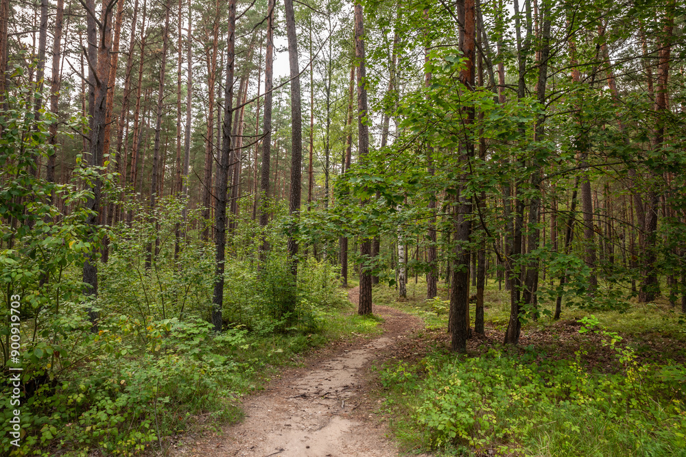 A narrow path winding through a dense Latvian forest, inviting exploration and adventure in the baltic forest and nature. A narrow path winding through a dense Latvian forest, inviting exploration and adventure in the baltic forest and nature.