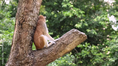 monkey watching from a tree