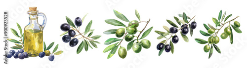 Black and green olives set on the branch with leaves. Glass bottle with olive oil. Food illustration. Harvesting season. Watercolor vector style clipart collection