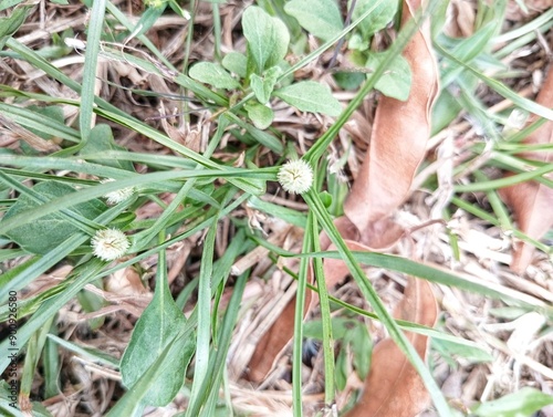 Cyperus Brevifolius plant in close up photo