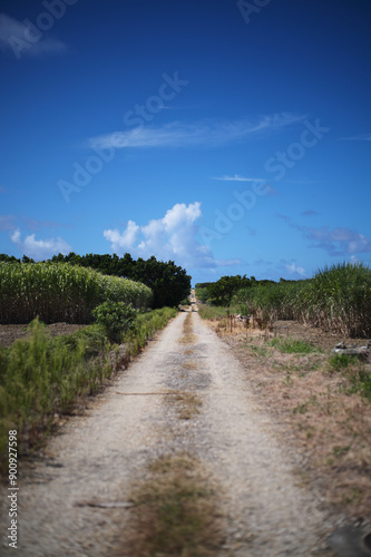 田舎道 / 離島 / 波照間島