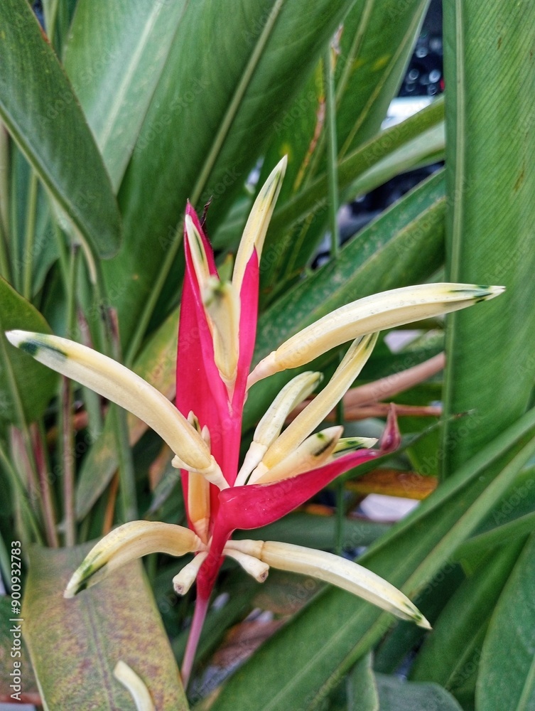 Obraz premium Heliconia Psittacorum, Tanaman Hias Pisang, Parakeet flower 
