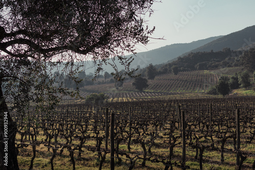 Viña Montes, Montes Winery, Colchagua Valley, Chile