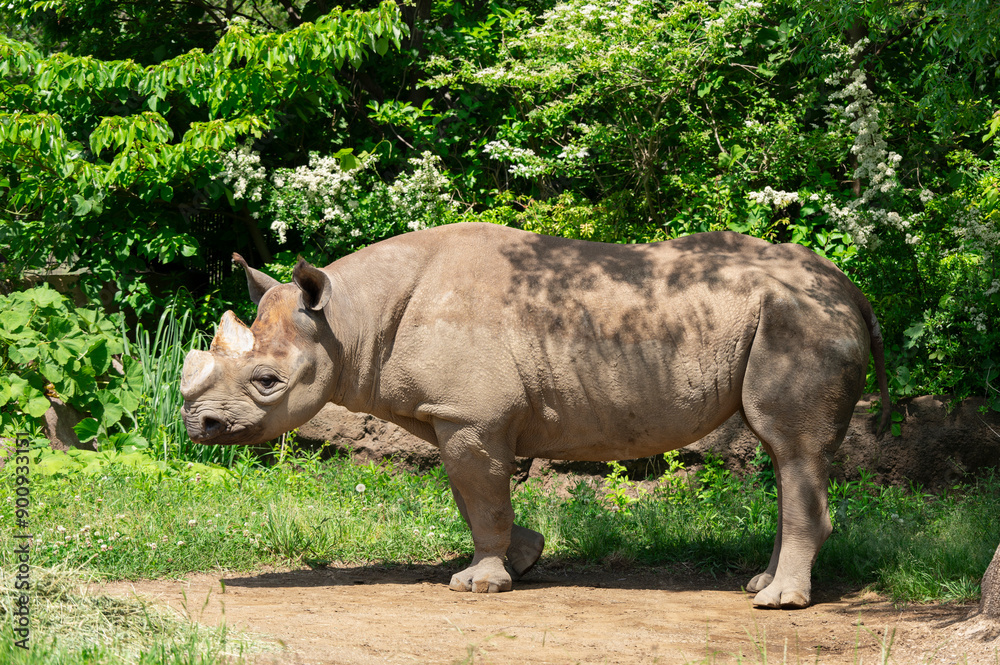 Fototapeta premium 緑豊かな自然の中のサイ