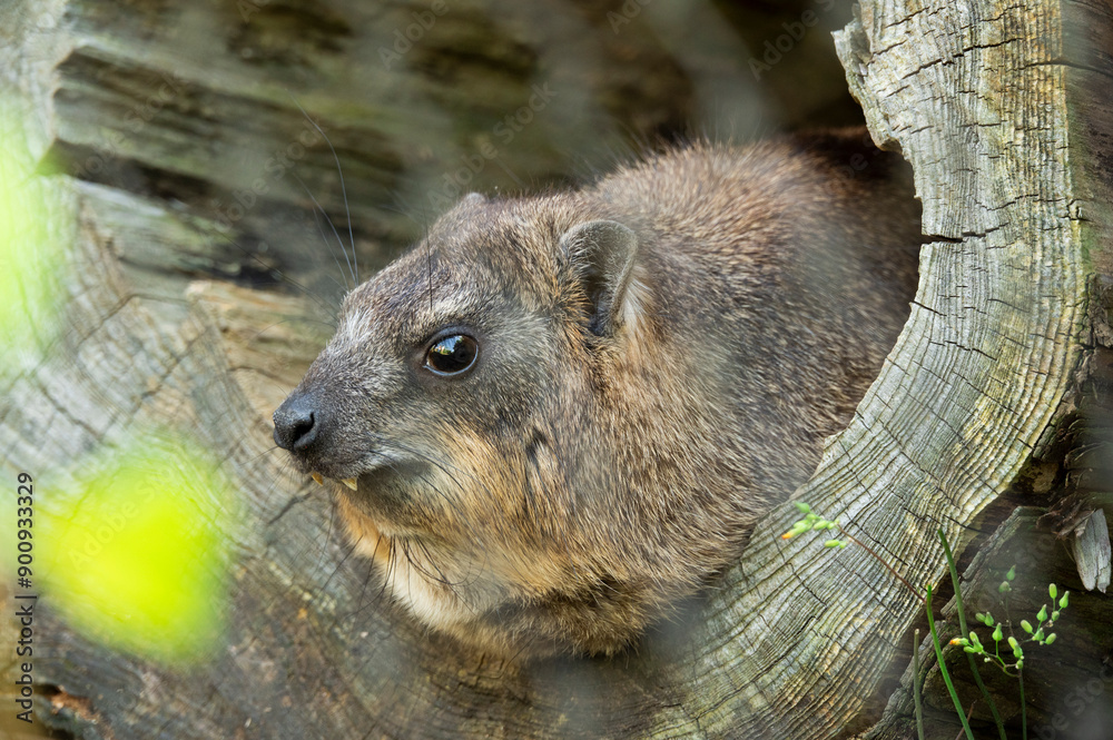 Naklejka premium 木の洞に隠れるケープハイラックスのクローズアップ写真
